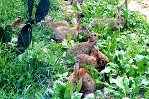 农庄和家庭农场有什么区别（什么叫家庭农场）(10)