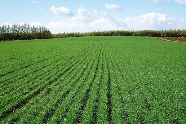 农庄和家庭农场有什么区别（什么叫家庭农场）(4)