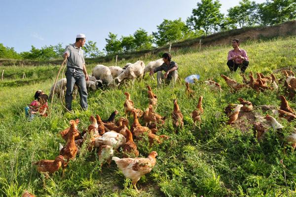 农庄和家庭农场有什么区别（什么叫家庭农场）(3)