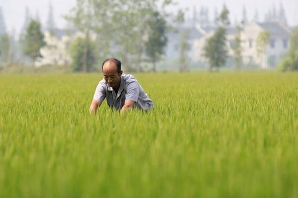 农庄和家庭农场有什么区别（什么叫家庭农场）(5)