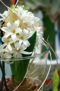 ​风信子花代表什么意思