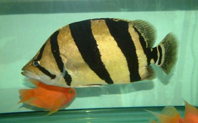 ​虎鱼饲养方法详解（虎鱼吃什么）