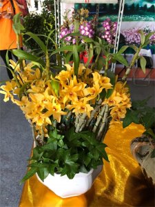 ​石斛冬天会冻死吗，如何过冬