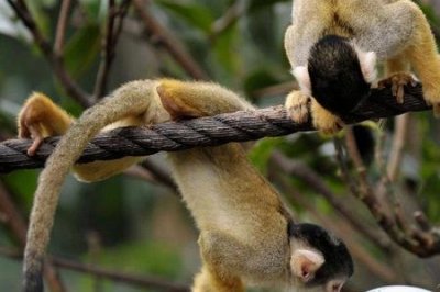​松鼠猴是不是国家保护动物