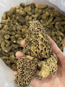 ​羊肚菌产地（羊肚菌产地介绍）