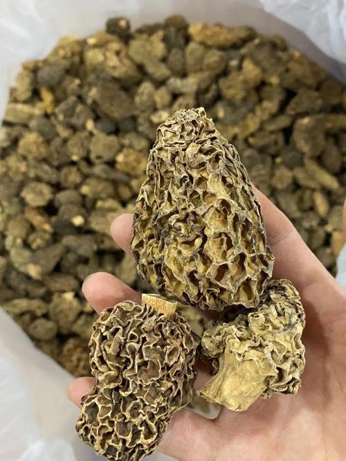 羊肚菌产地（羊肚菌产地介绍）