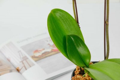 ​蝴蝶兰开花时能施肥吗，蝴蝶兰开花后花剑怎么处理