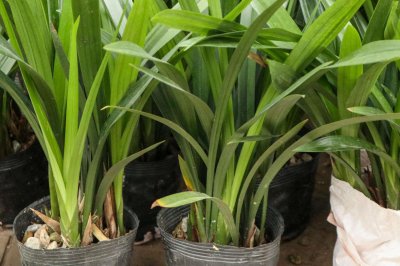 ​兰草的养殖方法