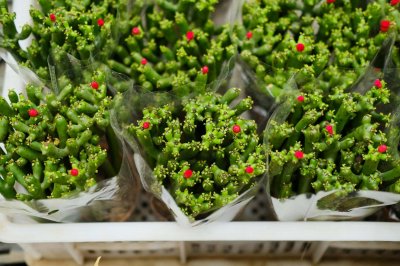 ​彭珊瑚的养殖方法和注意事项