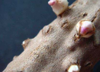 ​山药长芽后还能不能吃