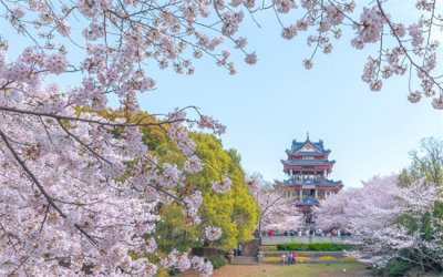 ​春天有哪些花开？春季赏花时间集中在什么时候？