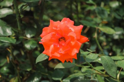 ​秋季如何给月季浇水