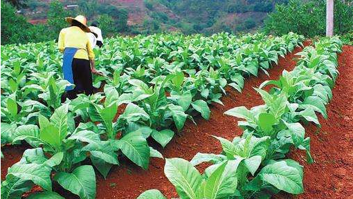 云南特产有哪些,云南特产都有哪些东西图3