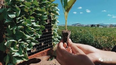 ​澳洲葡萄酒庄园打工摘葡萄_澳洲葡萄酒庄园打工摘葡萄是真的吗