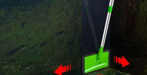 鱼缸起青苔的解决办法，鱼缸长“青苔”怎么办？图2