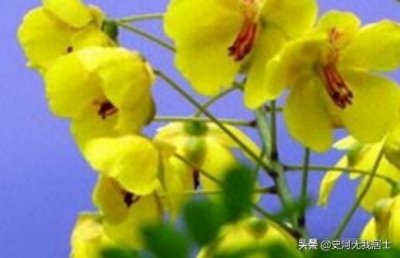 亦花亦药的云实树