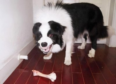 ​狗狗护食怎样调教它轻松解决（纠正狗狗护食问题的教程）