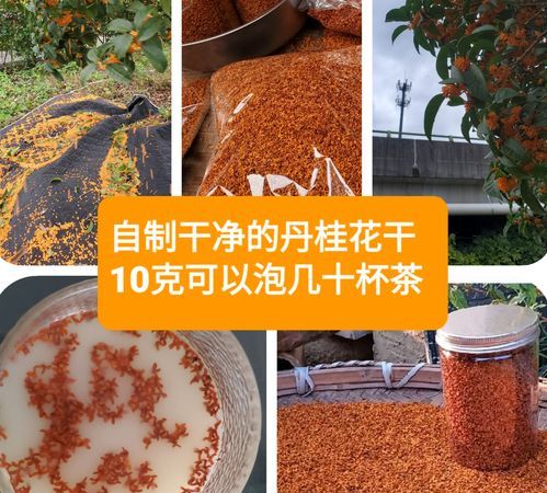 哪种桂花可以泡茶喝