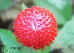 蛇莓有毒吗？蛇莓有没有毒