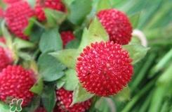 蛇莓有毒吗？蛇莓有没有毒