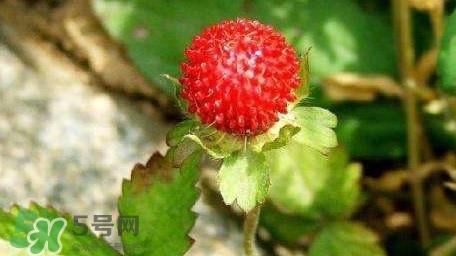 蛇莓有毒吗？蛇莓有没有毒