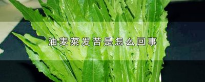 油麦菜发苦是怎么回事