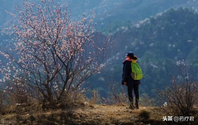 喝菊花酒习俗是哪个传统节日(菊花酒是在什么节日喝)