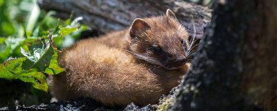 ​鼬科动物有哪些