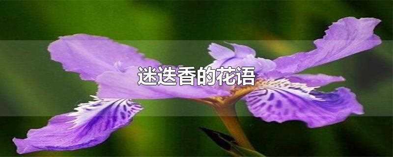 迷迭香的花语(迷迭香的花语是什么呢)
