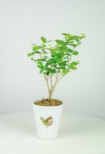 ​茉莉花开花后怎么办