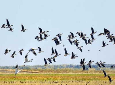 ​燕子为什么不一直留在南方生活（燕子入冬前会飞到“南方”的原因）