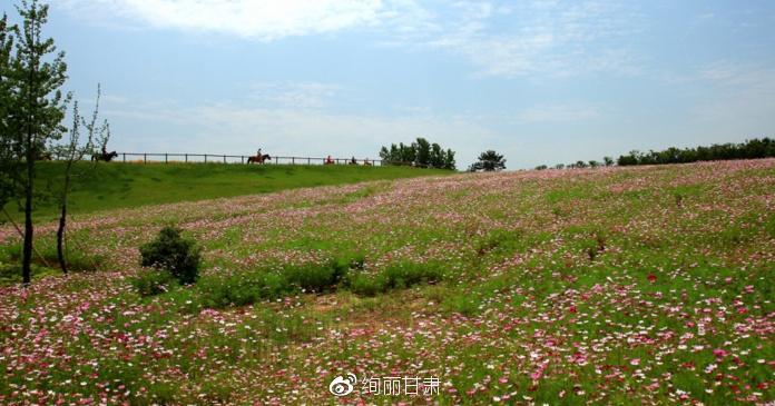 格桑花草原——怜取眼前人