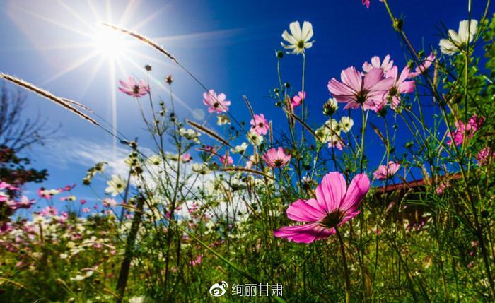 格桑花草原——怜取眼前人