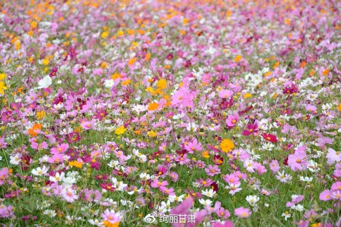 格桑花草原——怜取眼前人