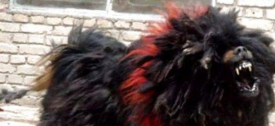 ​狗狗中的战斗机，藏獒中的天子——鬼藏