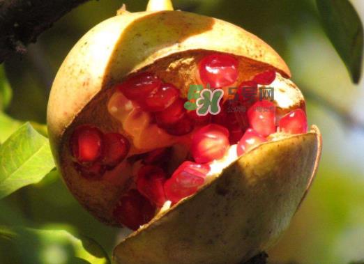 石榴为什么会裂开？石榴裂果是怎么回事？