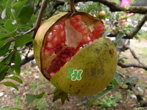 石榴为什么会裂开？石榴裂果是怎么回事？