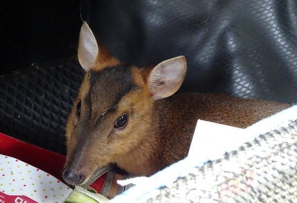 巡山员惊见山羌缩草丛边动不了,疑挣脱捕兽铗而受伤!