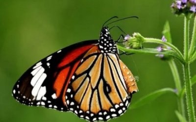 ​世界上最恐怖的蝴蝶 虎斑纹吃肉蝶是吃肉的 (嗅觉灵敏)