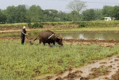 3月份是什么季节(俗语“三月南风不过三”什么意思)