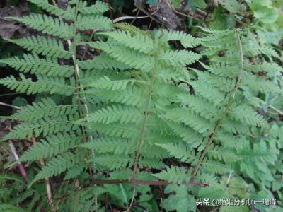 ​出轨动真情的男人还能挽回吗（那些三番五次出轨搞婚外情的男人）