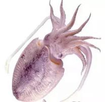 牙黄怎么变白最快最有效（牙黄不要怕4种方法变白）(5)