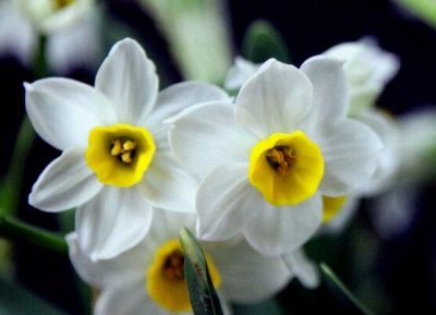 ​水仙花的花语和象征意义（水仙花寓意着纯洁和吉祥的含义）