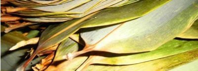 干苇叶怎样煮,干粽叶要泡多久才可以包粽子