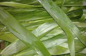 干苇叶用热水泡还是冷水泡好