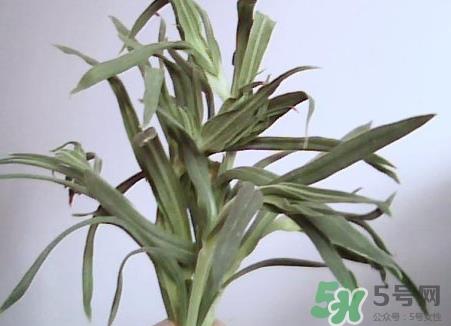 面条菜的营养价值_面条菜的功效与作用及食用方法