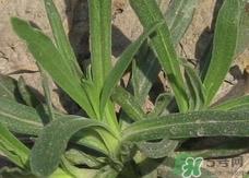 面条菜的营养价值_面条菜的功效与作用及食用方法