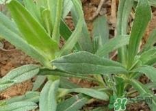 面条菜的营养价值_面条菜的功效与作用及食用方法