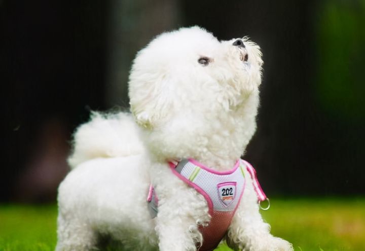 如何训练狗狗坐下趴下握手（比熊犬训练的6个基本动作）