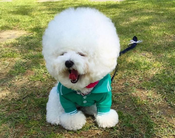 如何训练狗狗坐下趴下握手（比熊犬训练的6个基本动作）